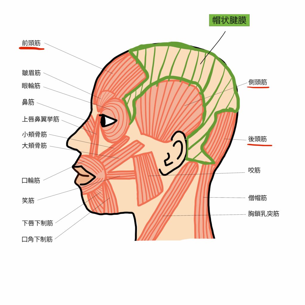 頭の筋肉