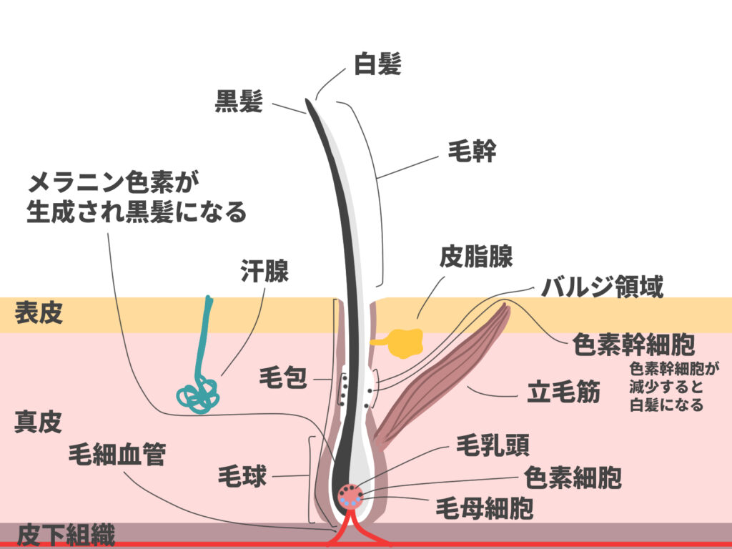 毛根の図